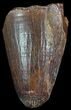 Cretaceous Fossil Crocodile Tooth - Morocco #50280-1